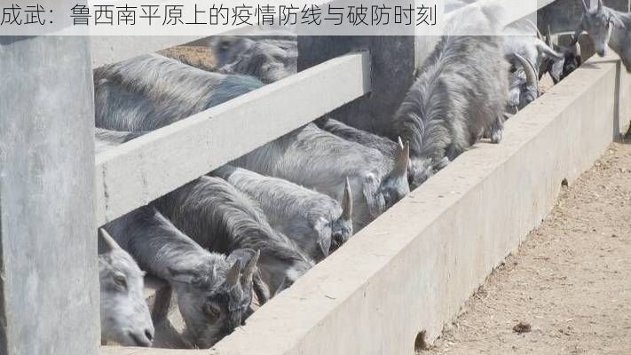 成武：鲁西南平原上的疫情防线与破防时刻