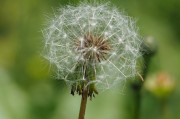 魔芋，这个曾经在农村里被视为野草的植物，如今却成为了市场上备受追捧的热门食材。随着人们对健康饮食的追求，魔芋的火爆程度不断升级，甚至有一些企业一年能够销售超过10个亿。那么，魔芋到底有何魅力，能够让这么多人为之疯狂？